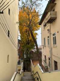 銀杏季現代古建同框