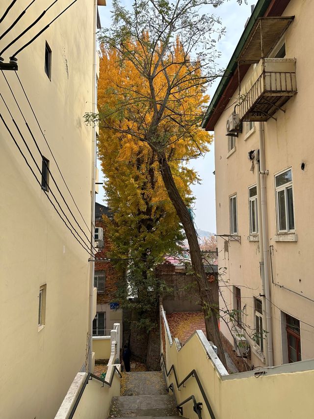 銀杏季現代古建同框