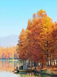 南京真的不顧人死活落羽杉比梧桐還要美