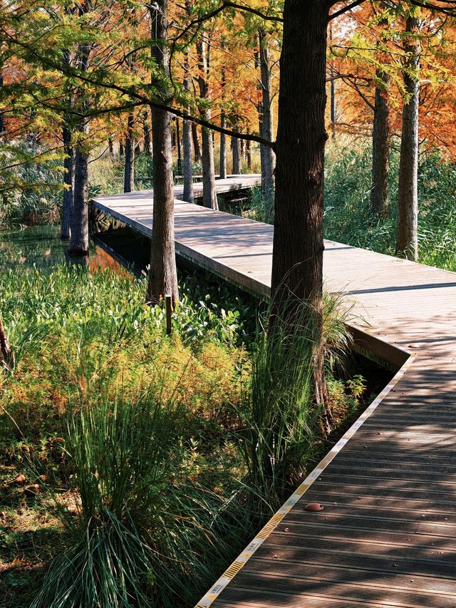 滬上「小喀納斯」| 這片紅杉森林驚艷到我最近被三林濱江森林公園