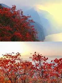三峽之巔徒步｜紅葉季漫山紅遍絕美超治癒