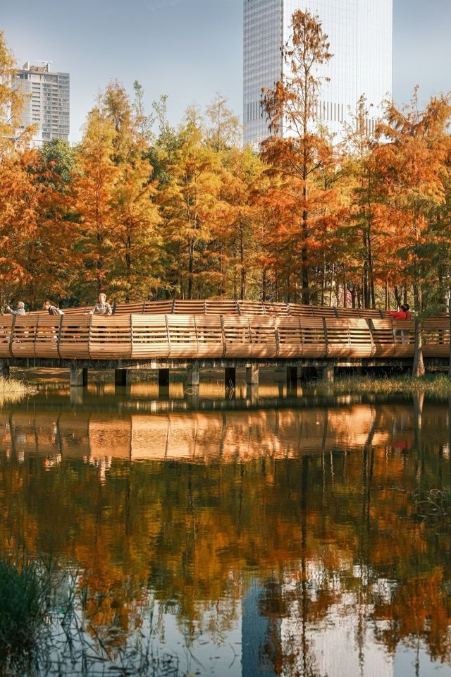 深圳追一場秋日童話