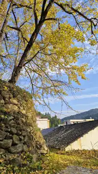 11.16實拍預警!韶關馮屋村銀杏下週才是巔峰