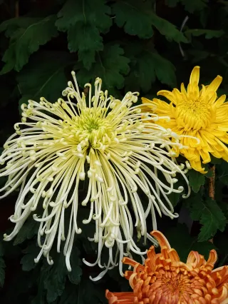 2-Day Tour in Kaifeng|Start My Dream of Dream of Splendor Amidst Thousands of Lanterns