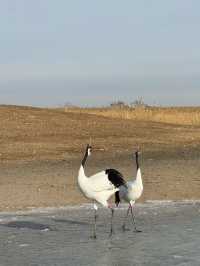 黑龍江受凍已回，真心建議大家…