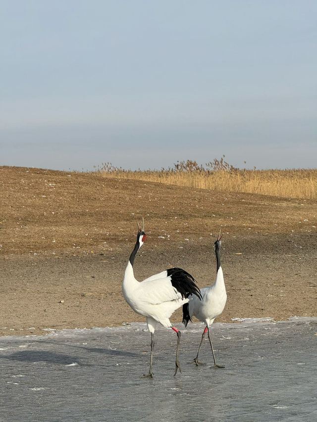 黑龍江受凍已回，真心建議大家…