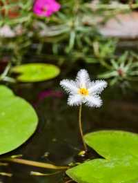 建水隱逸堂客棧〡古城裡的四合院民宿