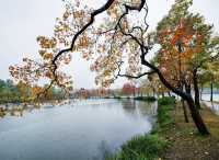 獨享絕美秋景!南京植物園月牙堤紅葉雨景打卡攻略