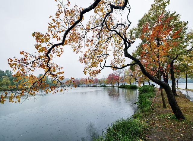 獨享絕美秋景!南京植物園月牙堤紅葉雨景打卡攻略 獨享絕美秋景!南京植物園月牙堤紅葉雨景打卡攻略
