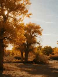 額濟納旗親子賞秋攻略帶娃玩轉胡楊林+沙漠秘境