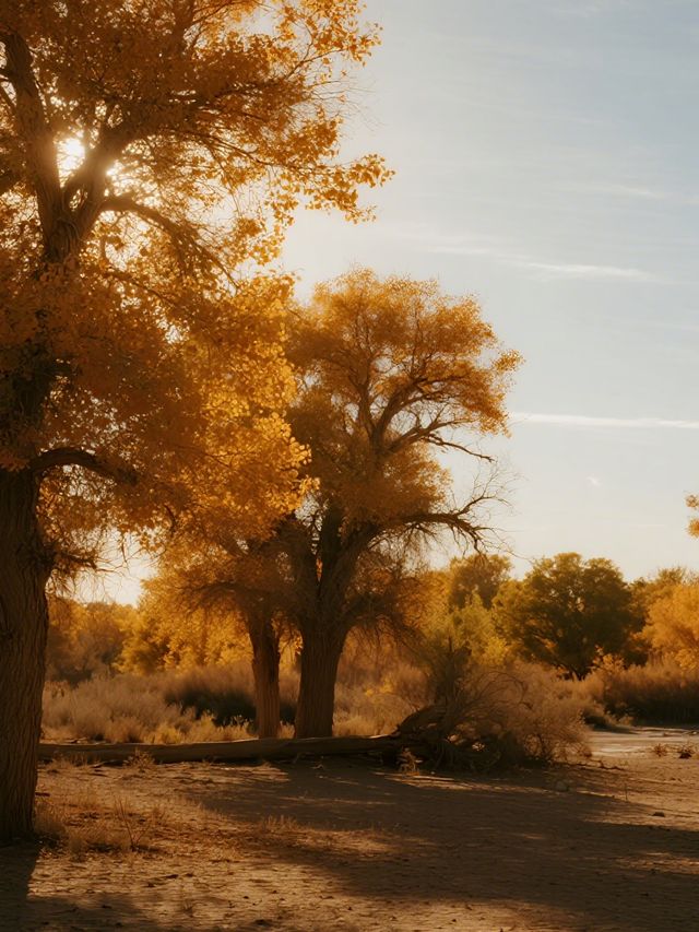 額濟納旗親子賞秋攻略帶娃玩轉胡楊林+沙漠秘境 額濟納旗親子賞秋攻略帶娃玩轉胡楊林+沙漠秘境