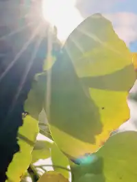 替大家去南雄踩點,銀杏青黃不接過幾天再去