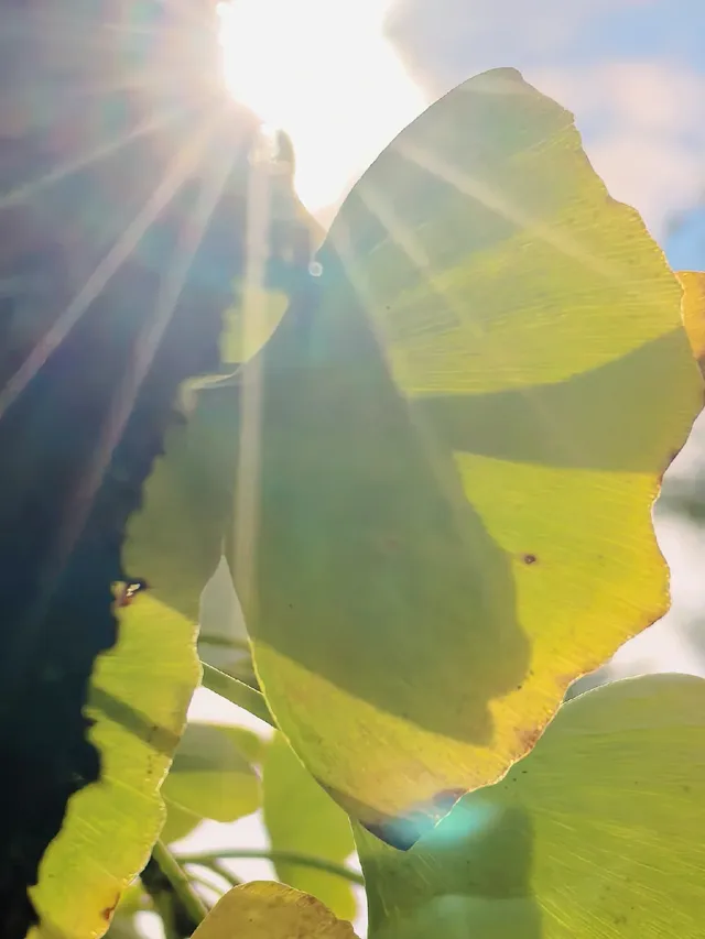 替大家去南雄踩點,銀杏青黃不接過幾天再去 替大家去南雄踩點,銀杏青黃不接過幾天再去