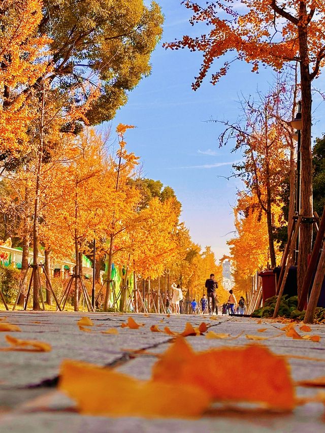 上海秋日頂流|世紀公園銀杏大道美到窒息! 上海秋日頂流|世紀公園銀杏大道美到窒息!