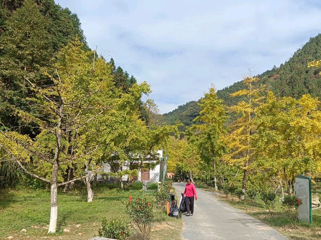 帽子峰林場金黃秋日仙境 帽子峰林場金黃秋日仙境