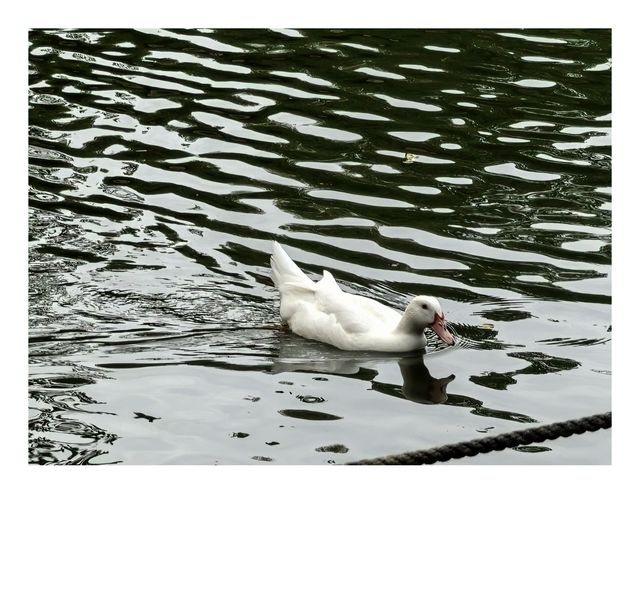 沉醉在蜈支洲島的藍色浪漫裡 沉醉在蜈支洲島的藍色浪漫裡