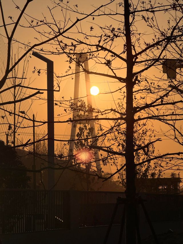 上海賞秋寶藏地三林紅杉林氛圍感拉滿！