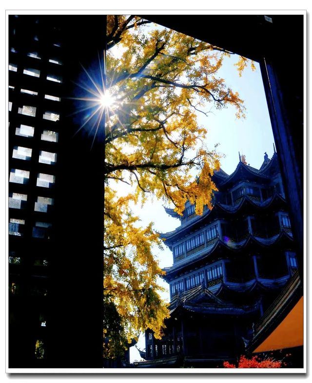 別擠外灘！青浦千年銀杏藏著上海最美秋！