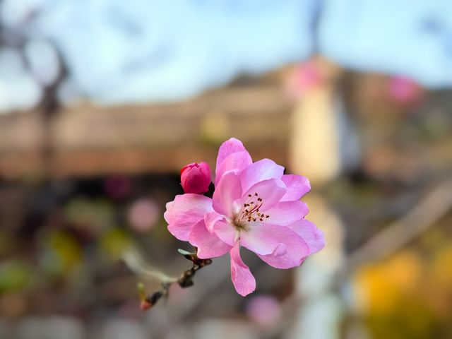 冬棲暖境,歲末安隅 冬棲暖境,歲末安隅