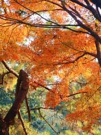 花港觀魚確實美得超出!附賞楓攻略