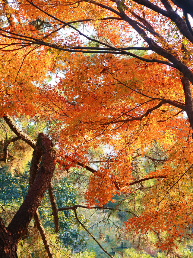 花港觀魚確實美得超出!附賞楓攻略 花港觀魚確實美得超出!附賞楓攻略