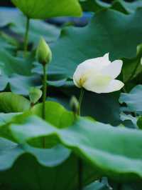 原來佛山都有中山公園?