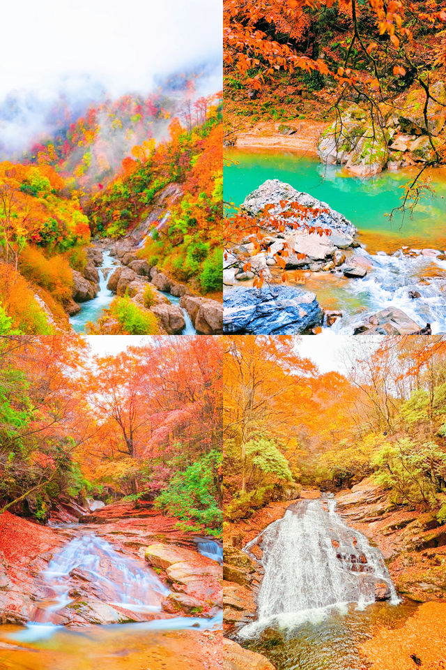 央視力推的秋日頂流成都周邊「中國紅葉第一山」 央視力推的秋日頂流成都周邊「中國紅葉第一山」