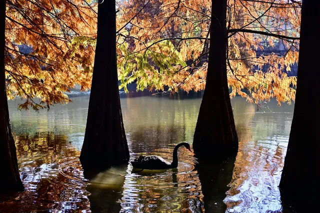 落羽杉紅了,你會來明孝陵燕雀湖看嗎? 落羽杉紅了,你會來明孝陵燕雀湖看嗎?