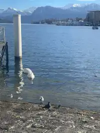 交換|週末瑞士出遊 盧塞恩 Rigi山