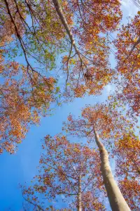 可以從晨霧中醒來的山居生活
