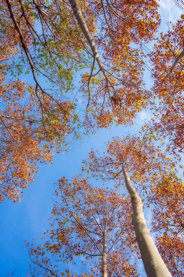 可以從晨霧中醒來的山居生活 可以從晨霧中醒來的山居生活