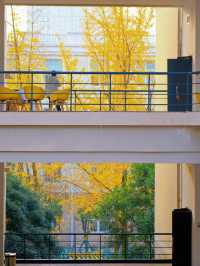 這個銀杏季，成都賞秋地圖攻略來了