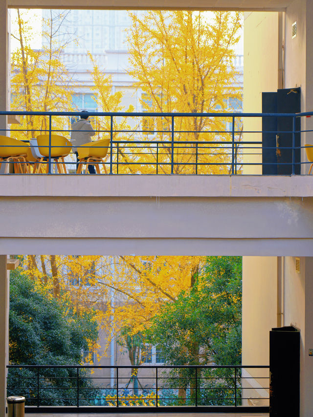 這個銀杏季，成都賞秋地圖攻略來了