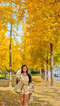 黃金城道及周邊最全銀杏拍攝citywalk路線