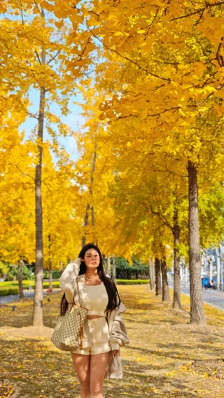 The most complete ginkgo citywalk route on Huangjincheng Road and surrounding areas