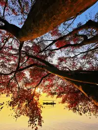 杭州紅楓反向線|3h拍爆西湖秋景~