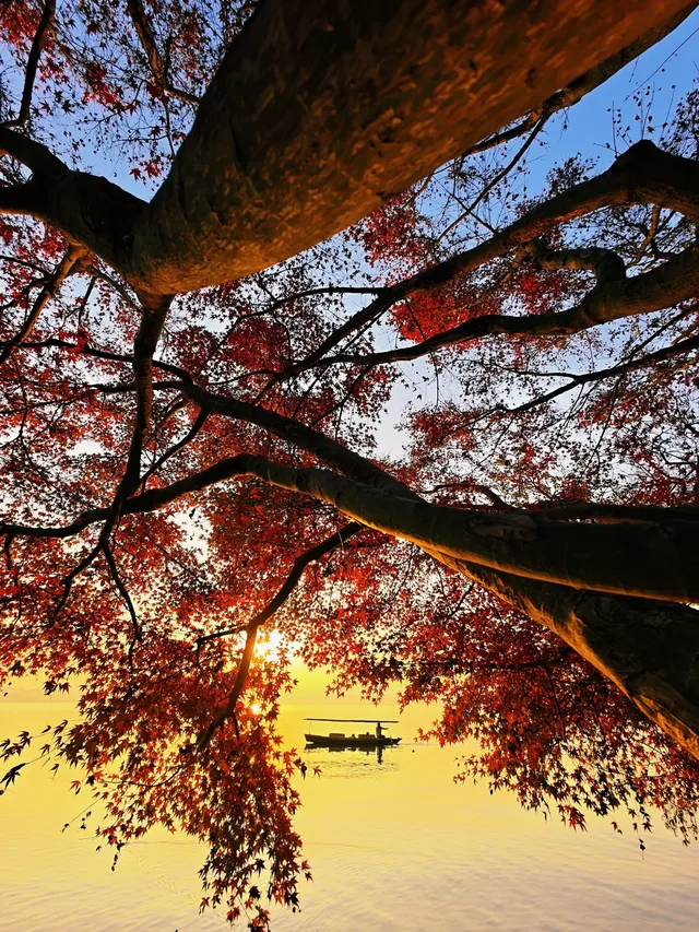 杭州紅楓反向線|3h拍爆西湖秋景~ 杭州紅楓反向線|3h拍爆西湖秋景~