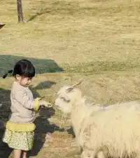 深圳寶藏親子牧場餵鹿撸兔遛娃絕了!