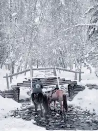 阿達西,今年的禾木我來看了