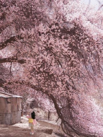 Cherry Blossom Valley Travel Guide: When the Jiangnan region is shrouded in mist and rain