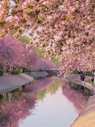 Beijing Begonia Flower Sea Guide