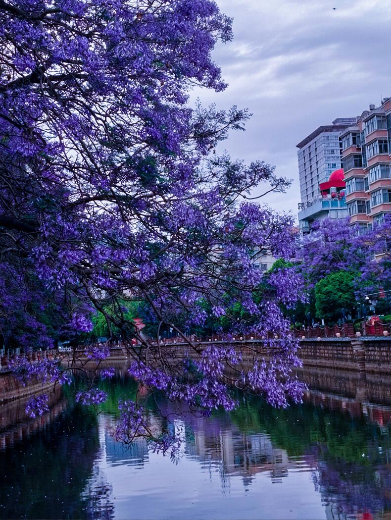 Kunming Jacaranda Guide: Purple Romance from April to May