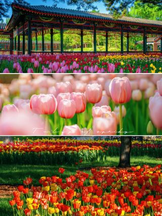 Tulips at Zhongshan Park No Need to Wait Any Longer (April 11th Photos and Guide)