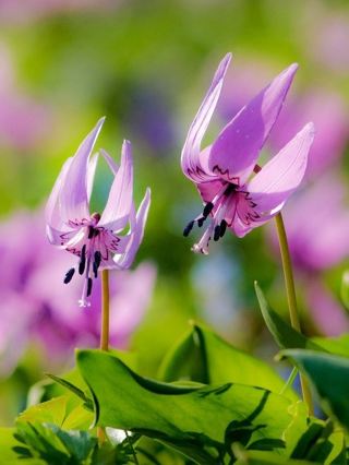 渓谷風景区が開園、春のハイキングと花見を楽しむ