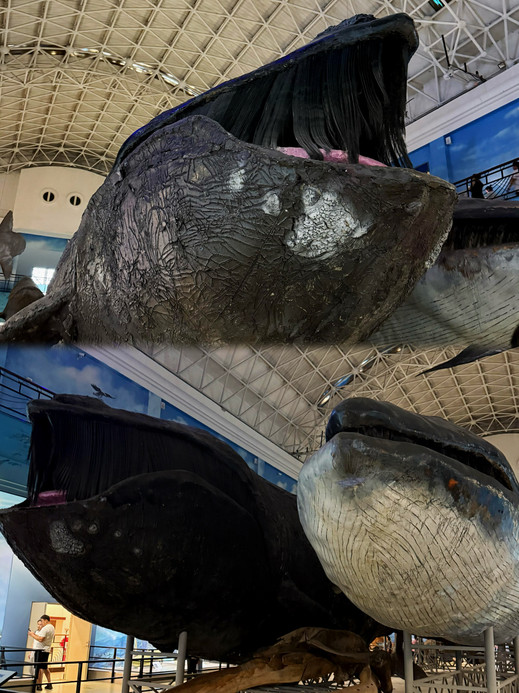 初めて大連自然博物館に行って、巨大なクジラの標本に圧倒されました