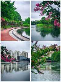 上海青浦夏陽湖畔|紫薇花開的夏日詩篇