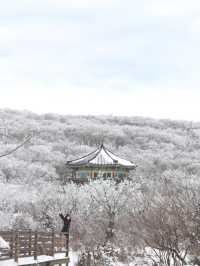 제주 눈꽃 가득한 곳 1100고지