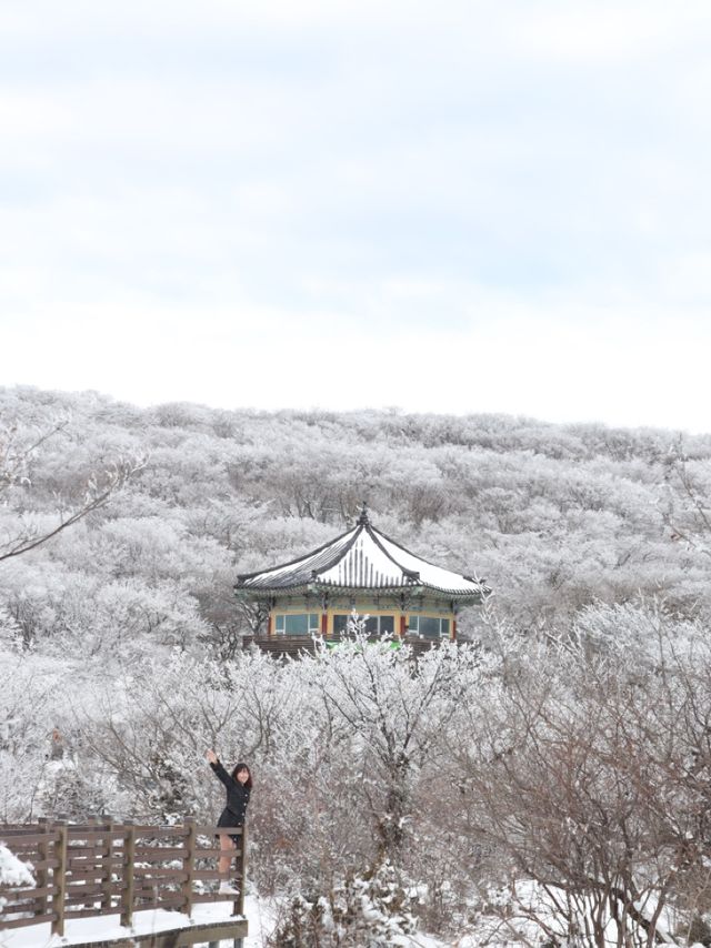 제주 눈꽃 가득한 곳 1100고지
