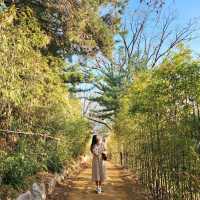 진달래,매화,산수유🌺🌼🌸 다있는 서울속 사찰 "봉은사"