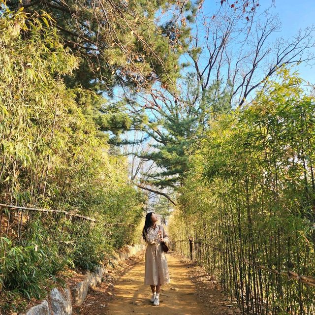 진달래,매화,산수유🌺🌼🌸 다있는 서울속 사찰 "봉은사"